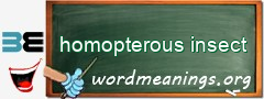 WordMeaning blackboard for homopterous insect